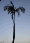 coconut tree photo